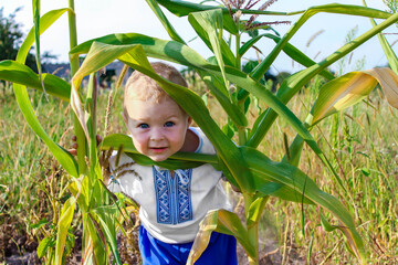 A little boy in traditional Ukrainian clothes in an agricultural field. The concept of harvesting