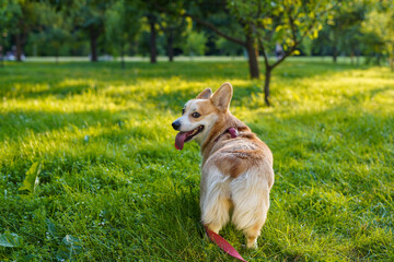 Happy and smiling Welsh Corgi Pembroke dog on the lawn in park in sunny summer day