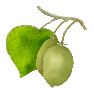 
Kiwifruits ripening on a branch with a leaf, painted illustration isolated on a white background
