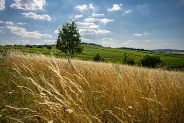 Hiwweltour Heideblick in Siefersheim