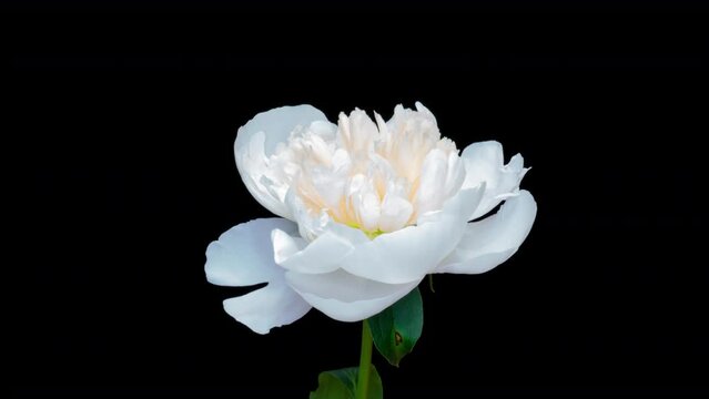 A beautiful white peony bloomed on a black background. Blooming peony flower open, time lapse, close-up. Wedding background, Valentine's day concept. Timelapse video 4K UHD.