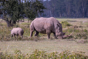 Naklejka premium Mother and baby Rhino in Lake Nakuru National Park
