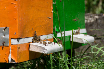 The bees fly in and out of the hive through a hole in the hive on a sunny summer day in an apiary. Beekeeping concept. Close up, selective focus