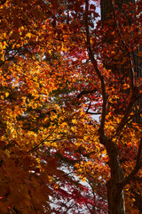 Autumn Leaves In a Mountain In Japan