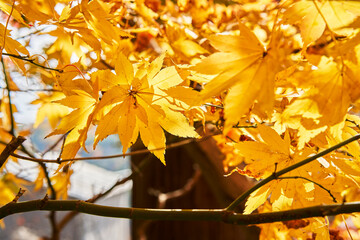 Autumn Leaves In a Mountain In Japan