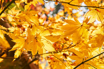 Autumn Leaves In a Mountain In Japan
