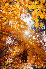 Autumn Leaves In a Mountain In Japan