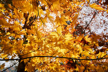Autumn Leaves In a Mountain In Japan