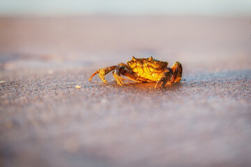 gemeine Sandkrabbe