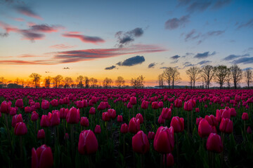 Fototapeta Tulipany zachód obraz