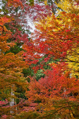 Autumn Leaves In a Mountain In Japan