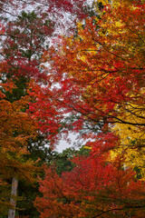 Autumn Leaves In a Mountain In Japan