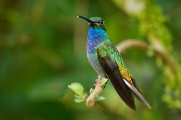 Fototapeta na wymiar Green-backed or White-tailed Hillstar - Urochroa leucura, formerly in the white-tailed hillstar, hummingbird in brilliants, tribe Heliantheini in Lesbiinae, found in Colombia, Ecuador and Peru.