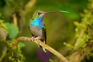 Green-backed or White-tailed Hillstar - Urochroa leucura, formerly in the white-tailed hillstar,...