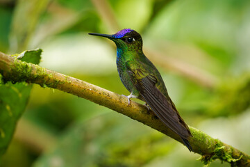 Obraz premium Violet-fronted Brilliant - Heliodoxa leadbeateri hummingbird in brilliants, tribe Heliantheini in Lesbiinae, found Bolivia, Colombia, Ecuador, Peru and Venezuela. Green bird with violet head