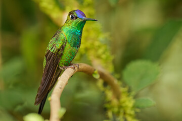 Violet-fronted Brilliant - Heliodoxa leadbeateri hummingbird in brilliants, tribe Heliantheini in Lesbiinae, found Bolivia, Colombia, Ecuador, Peru and Venezuela. Green bird with violet head