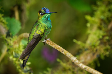 Violet-fronted Brilliant - Heliodoxa leadbeateri hummingbird in brilliants, tribe Heliantheini in Lesbiinae, found Bolivia, Colombia, Ecuador, Peru and Venezuela. Green bird with violet head