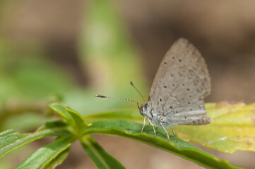 Gossamer-winged butterfly on a leaf. Niokolo Koba National Park. Tambacounda. Senegal.
