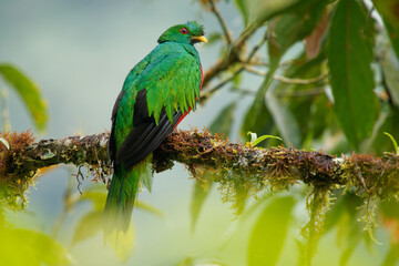 Crested Quetzal - Pharomachrus antisianus green and red bird native to South America, found in Bolivia, Colombia, Ecuador, Peru and Venezuela in subtropical or tropical moist montane forests