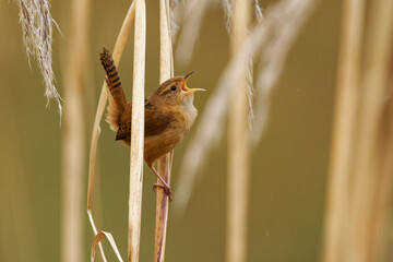 Mountain Wren - Troglodytes solstitialis bird in Troglodytidae, found in the Andes of northwestern Argentina, Bolivia, Colombia, Ecuador, Peru and western Venezuela, small brown bird