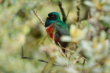 Masked Trogon - Trogon personatus green and red bird in Trogonidae, common in humid highland forests in South America, mainly the Andes and tepuis, feeds on both fruits and insects