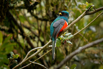 Masked Trogon - Trogon personatus green and red bird in Trogonidae, common in humid highland forests in South America, mainly the Andes and tepuis, feeds on both fruits and insects