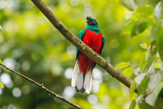 Crested Quetzal - Pharomachrus antisianus green and red bird native to South America, found in Bolivia, Colombia, Ecuador, Peru and Venezuela in subtropical or tropical moist montane forests
