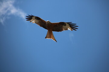 kite in flight