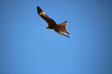 eagle in flight