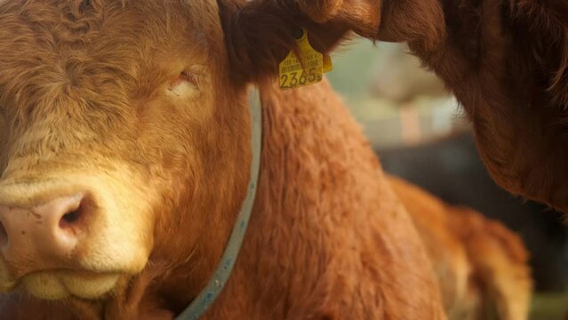 Closeup portrait shot of brown cow chewing cud