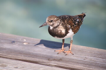 Bird on Wood