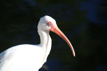 white stork ciconia