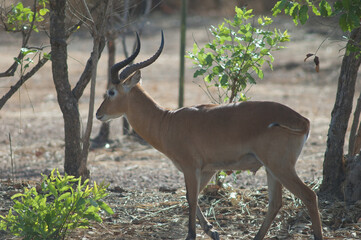 Male Buffon's kob Kobus kob kob. Niokolo Koba National Park. Tambacounda. Senegal.