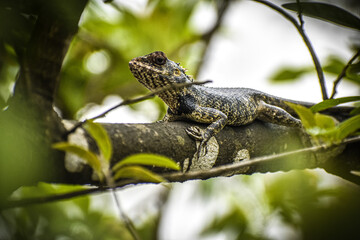 lizard in the grass