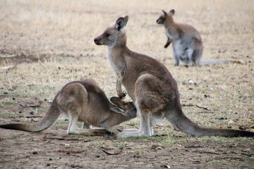 Wallaby Feeding