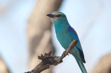 Abyssinian roller Coracias abyssinicus on a branch. Niokolo Koba National Park. Tambacounda. Senegal.