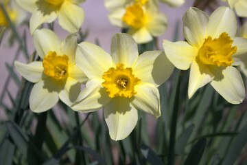 lush bouquets of yellow flowers. Live photos taken in my garden