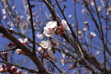 Flowering branch of apricot. Delicate flowers and a bee buzzing around them.