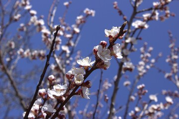 Flowering branch of apricot. Delicate flowers and a bee buzzing around them.