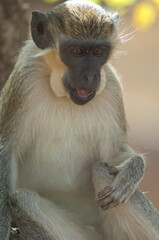 Green monkey Chlorocebus sabaeus in Niokolo Koba National Park. Tambacounda. Senegal.