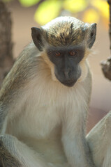 Green monkey Chlorocebus sabaeus in Niokolo Koba National Park. Tambacounda. Senegal.