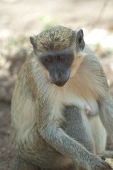 Green monkey Chlorocebus sabaeus in Niokolo Koba National Park. Tambacounda. Senegal.