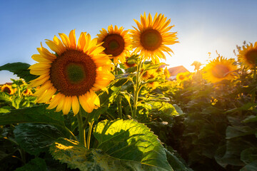 Sunflowers on the field at sunset, Poland