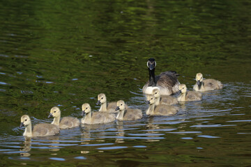Canadian Goose and goslings, London, United Kingdom