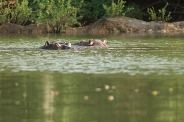 Naklejka na ściany i meble Hippos Hippopotamus amphibius in the Gambia River. Niokolo Koba National Park. Tambacounda. Senegal.