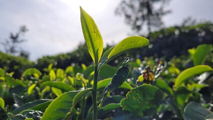 leaves in the forest