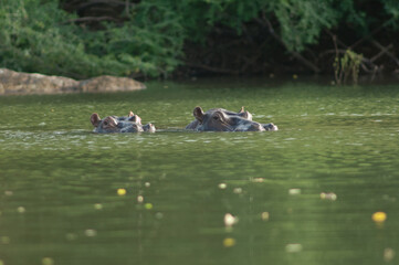 Hippos Hippopotamus amphibius in the Gambia River. Niokolo Koba National Park. Tambacounda. Senegal.