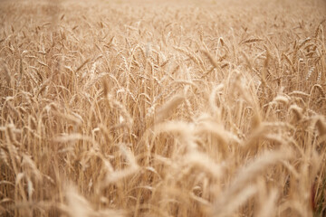Ukrainian wheat fields and war upcoming food crisis