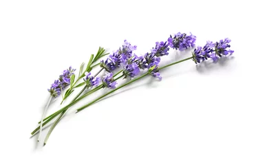 Foto op Canvas Fresh Lavender flowers bundle on a white © Soho A studio