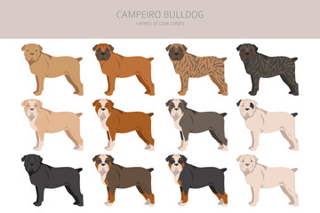 Campeiro bulldog clipart. Different poses, coat colors set